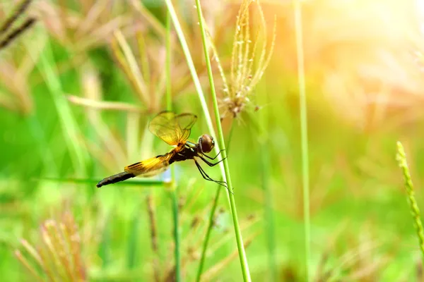 Dragonfly 'Neurothemis tullia male' — Foto de Stock