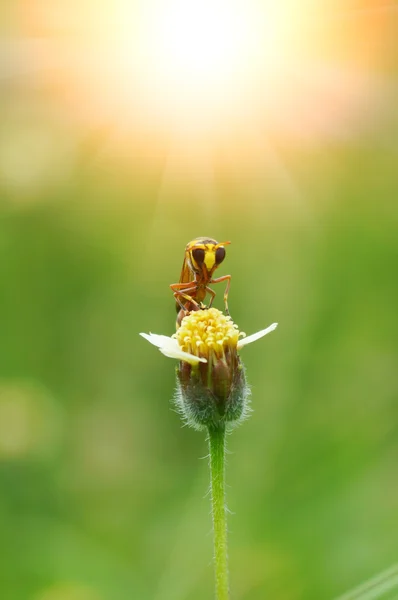 Имена насекомых Sceliphron spirifex on flower . — стоковое фото