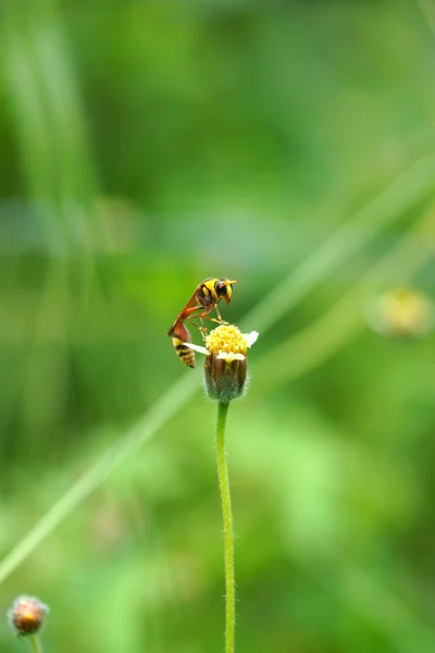 Insektennamen sceliphron spirifex auf Blume. — Stockfoto