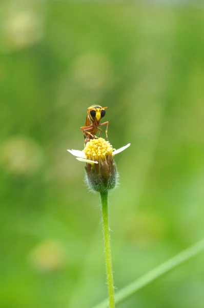 Insektennamen sceliphron spirifex auf Blume. — Stockfoto