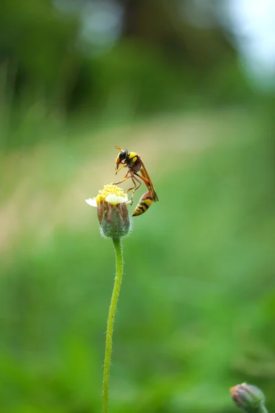 Jména hmyzu sceliphron spirifex na květ. — Stock fotografie