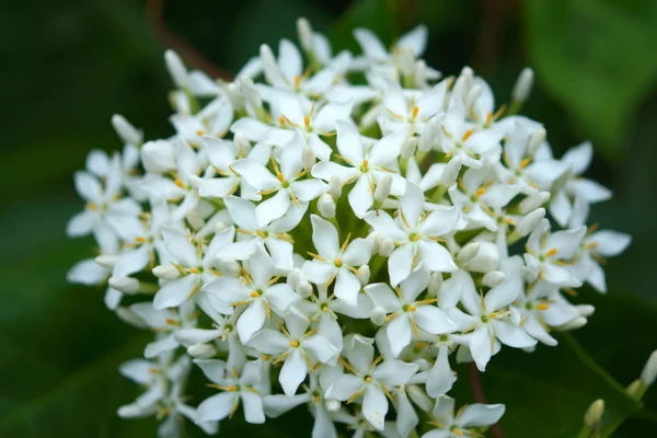 De witte bloemen zijn dat geurige refreshin — Stockfoto