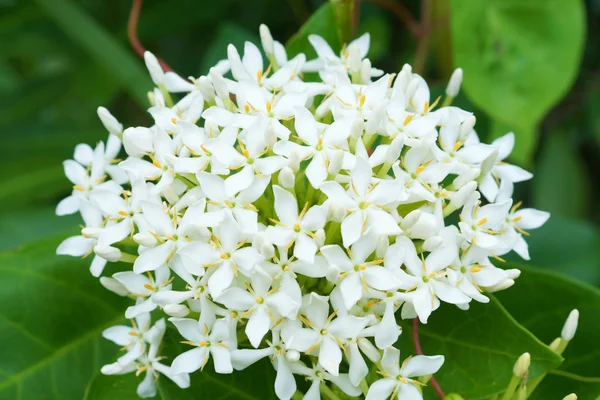 Белые цветы ароматные освежающие — стоковое фото