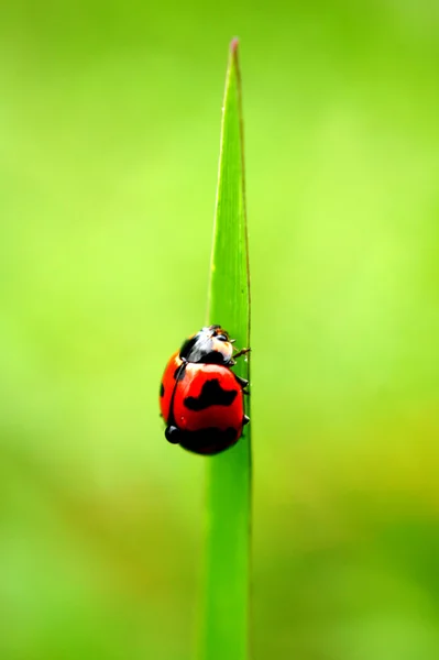 Insecta: coleoptera: Slunéčkovití — Stock fotografie