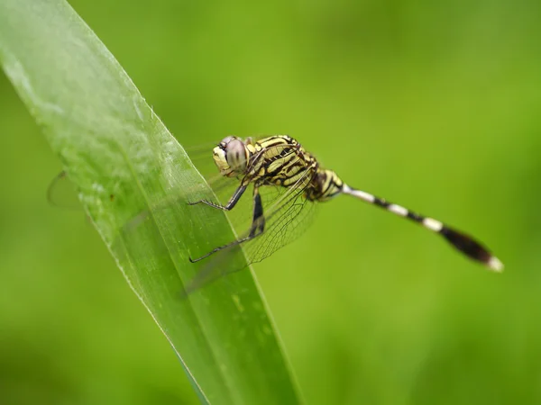 Tay kızböcekleri (kızböcekleri), lctinogomphus decoratus. — Stok fotoğraf