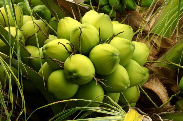 緑のココナッツの木に — ストック写真