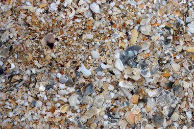 Kumsalda deniz kabuğu