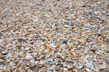 Kumsalda deniz kabuğu