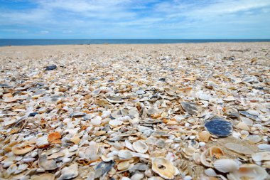 Kumsalda deniz kabuğu