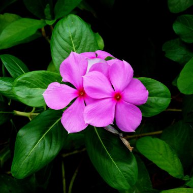 güzel pembe vinca çiçek (Madagaskar salyangozu)
