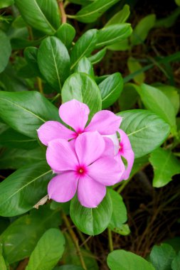 güzel pembe vinca çiçek (Madagaskar salyangozu)