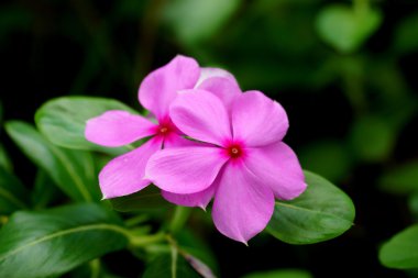 güzel pembe vinca çiçek (Madagaskar salyangozu)