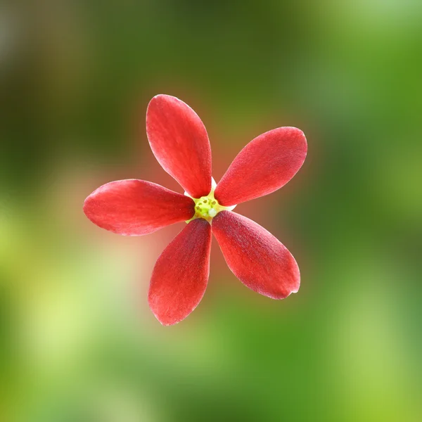 Fiore rosso di creeper di rangoon. — Zdjęcie stockowe