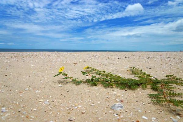 Gelbe Blumen am Strand. (Tribulus terrestris Linn.) — Stockfoto