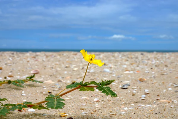 Κίτρινα λουλούδια στην παραλία. (Tribulus terrestris Linn.) — Φωτογραφία Αρχείου