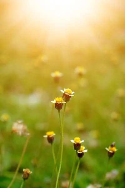 Mexican daisy (Tridax procumbens L.) — Stock Photo, Image