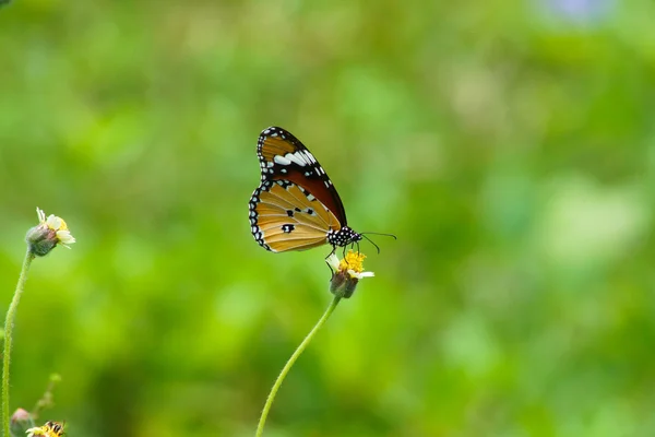 Butterfly name "Red Lacewing" on a grass flower. (Cethosia bibli — Stock Photo, Image