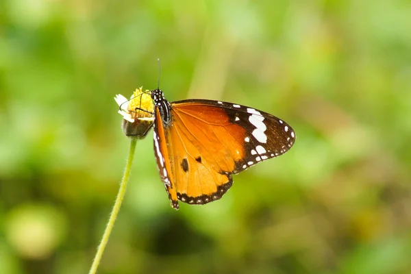 Название бабочки "Red Lacewing" на цветке травы. (Cethosia bibli — стоковое фото