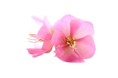 Pembe çiçek rose of sharon (hibiscus syriacus)