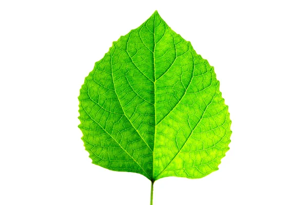 Groene bladeren van glorie bower (clerodendrum chinense (osbeck) mabb — Stockfoto