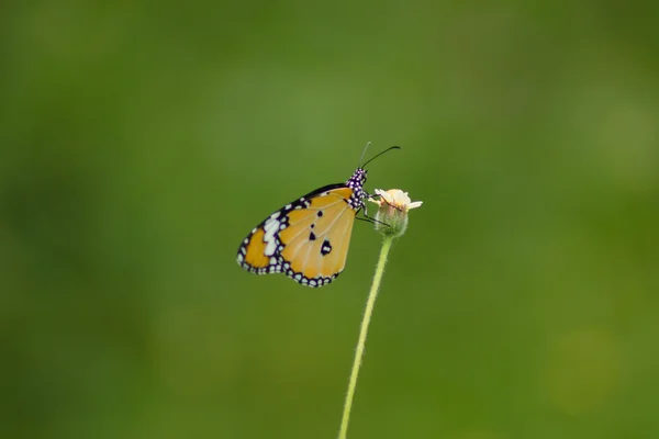 Butterfly namn "röda lacewing" på en gräs blomma. — Stockfoto