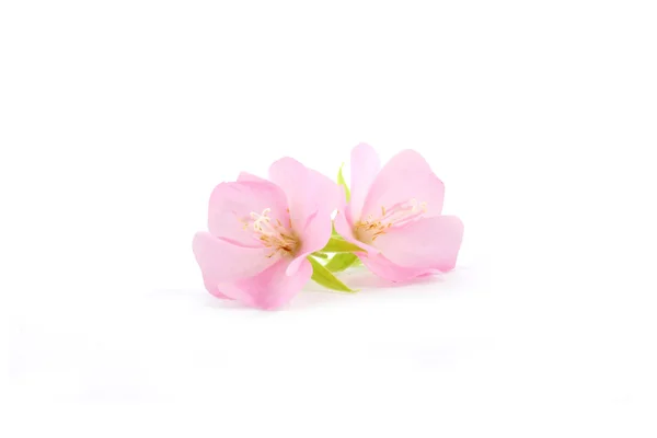 Rosa Blume Rose von Sharon (Hibiscus syriacus) — Stockfoto