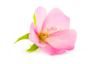 Pembe çiçek rose of sharon (hibiscus syriacus)