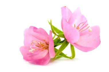 Pembe çiçek rose of sharon (hibiscus syriacus)
