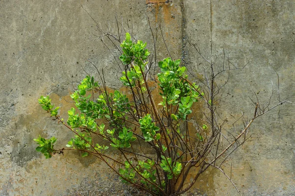 Árboles en las paredes . — Foto de Stock