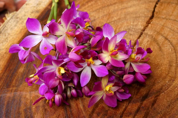 Orchidée pourpre (Spathoglottis) sur bois . — Photo