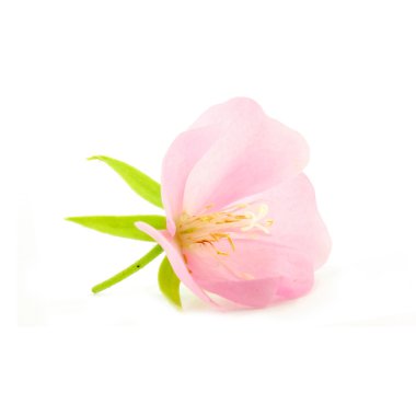 Pembe çiçek rose of sharon (hibiscus syriacus)