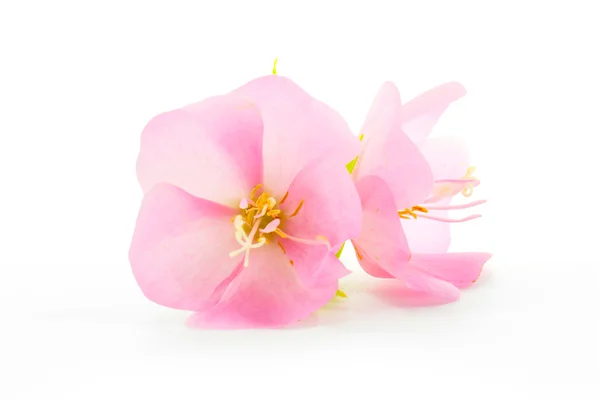 Pembe çiçek rose of sharon (hibiscus syriacus) — Stok fotoğraf