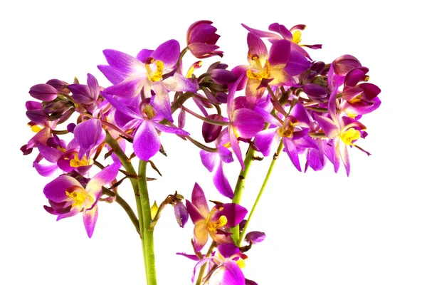 Flores de orquídea moídas (Spathoglottis ) — Fotografia de Stock