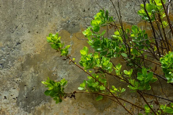 Árboles en las paredes . — Foto de Stock