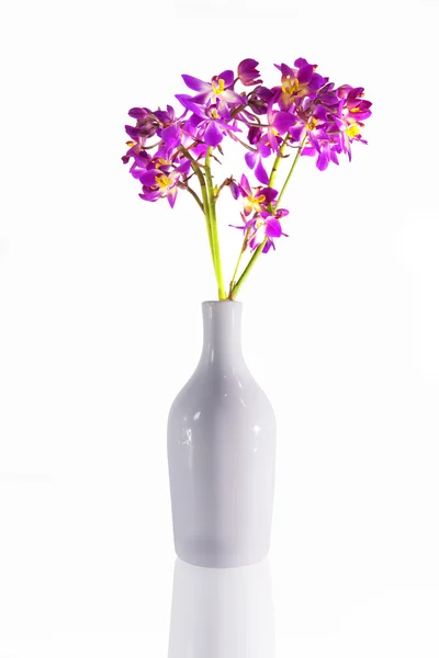 Gemalen orchideebloemen (spathoglottis) — Stockfoto