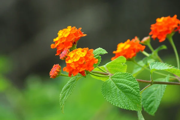 Flor naranja de paño de oro. (Lantana camara L .) — Foto de Stock