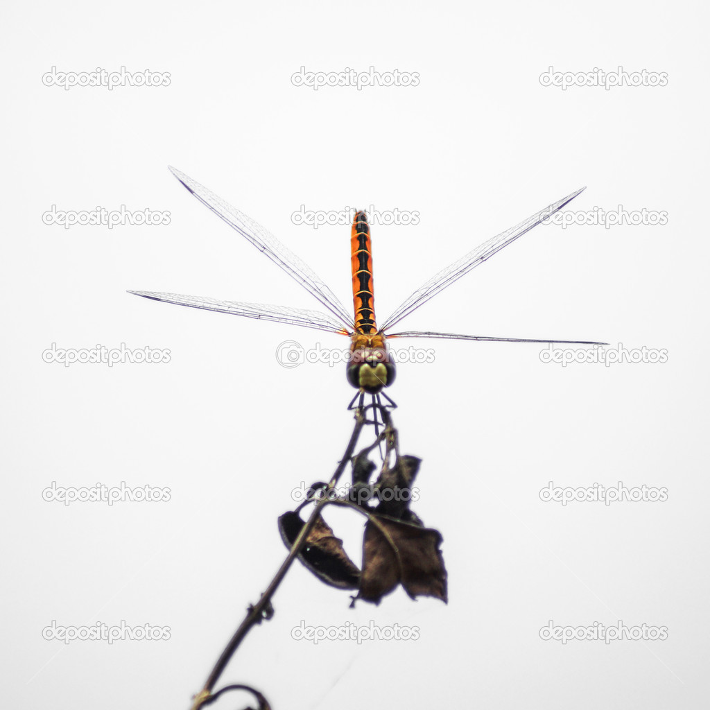 Dragonfly 