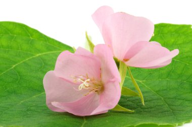 Pembe çiçek rose of sharon (hibiscus syriacus)