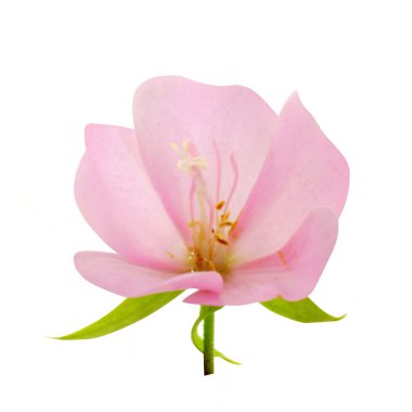 Pembe çiçek rose of sharon (hibiscus syriacus)