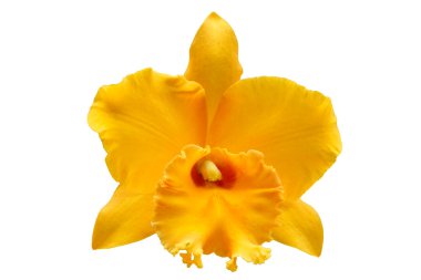 Sarı cattleya orkide yakın çekim