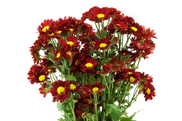 Red chrysanthemum (Dendranthemum grandifflora.) — Stock Photo, Image