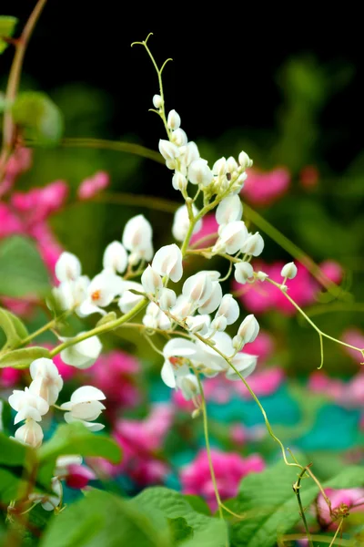 Coral Vine, Mexican Creeper, Chain of Love — Stock Photo, Image