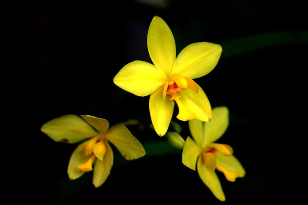 Fleurs d'orchidée de sol jaune dans la forêt tropicale humide — Photo