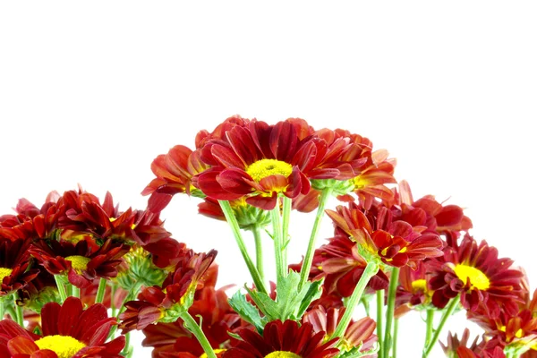 Rode chrysant (dendranthemum grandifflora.) — Stockfoto