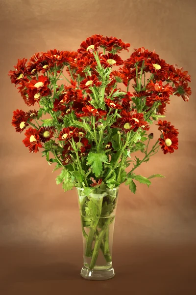Красная хризантема (Dendranthemum grandifflora .) — стоковое фото