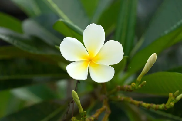 Weiße und gelbe Frangipani-Blüten — Stockfoto