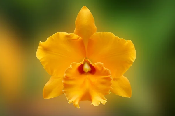 黄色の蘭カトレアをクローズ アップ — ストック写真