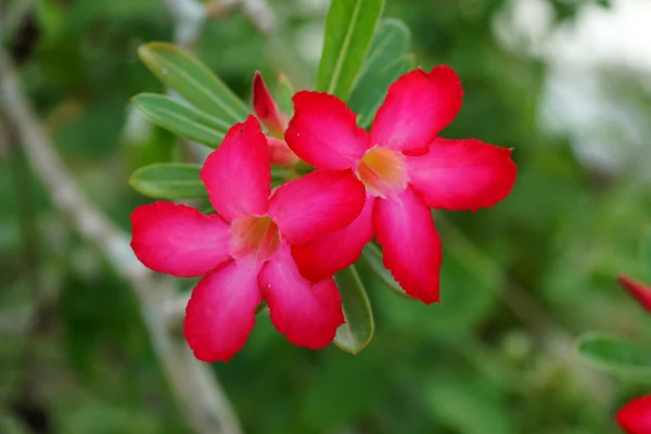 ツリー上の砂漠の薔薇の花 — ストック写真