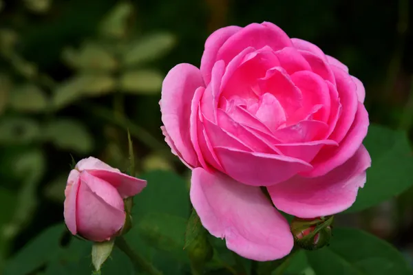 Růžové růže pro extrakci esenciálních olejů. (rosa damascena) — Stock fotografie