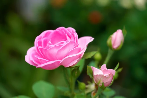 Rosa Rosen zur Gewinnung ätherischer Öle. (rosa damascena) — Stockfoto